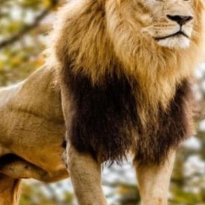 Meet your Posher, Abu